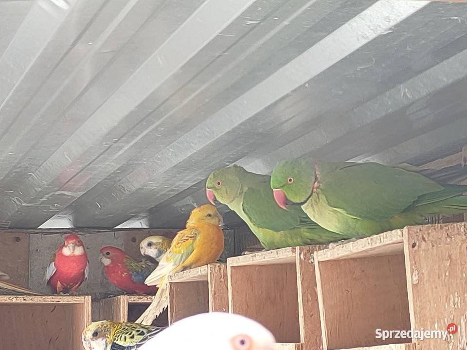 Aleksandretty obrozne i inne papugi Bełchatów