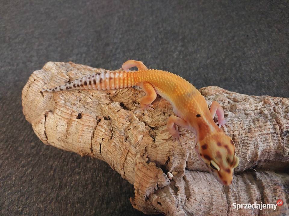Gekony lamparcie