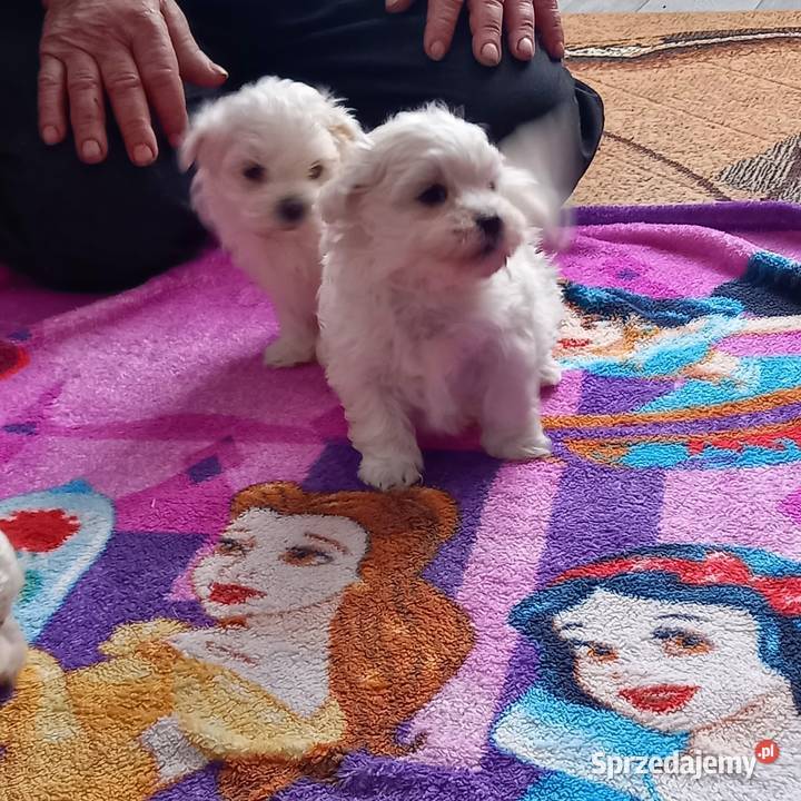 Maltaczki do rezerwacji Reducin sprzedam