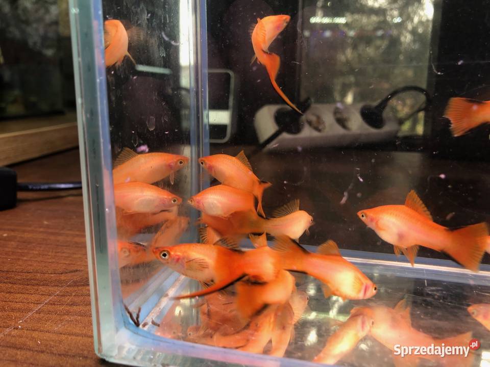 Mieczyk orange comet