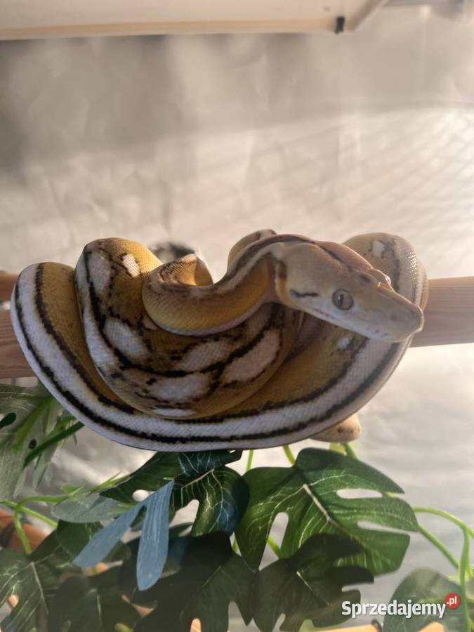 Pyton siatkowy super dwarf samiec plus terrarium Kołobrzeg