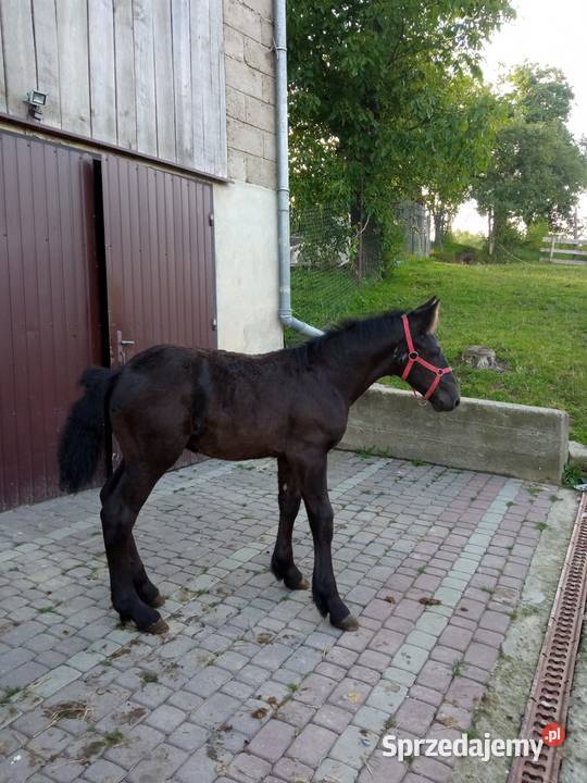 Klacz skarogniada 4 letnia z 4 miesięcznym podkarpackie Ropczyce