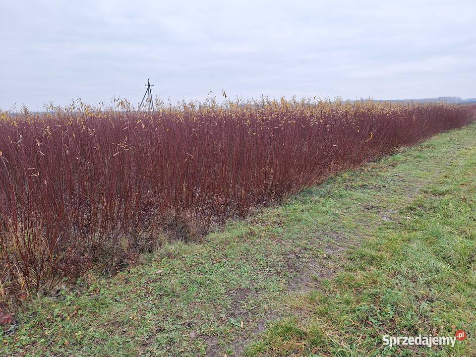 Wiklina zielona wykoszona niesortowana Rolnictwo Leżajsk