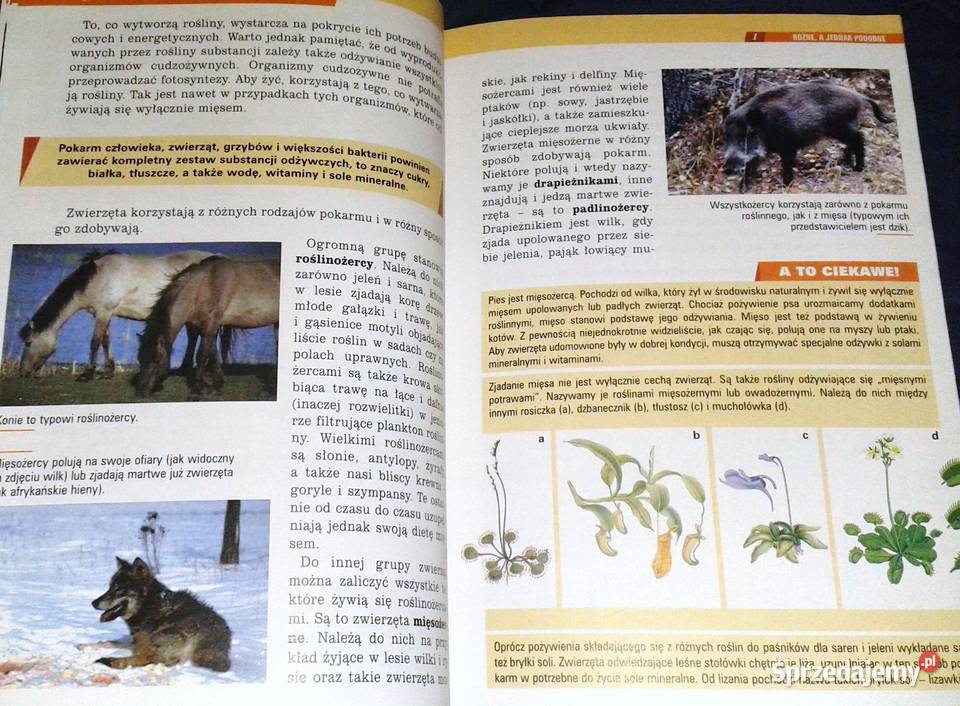 Spotkania z przyrodą 5 A Czubaj R Czubaj R Chełm