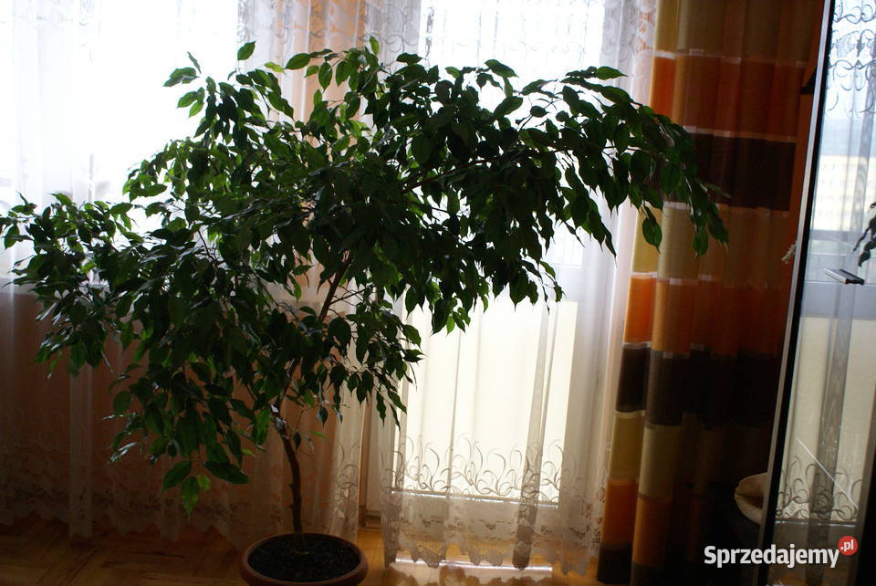 Sprzedam drzewko w doniczce Figowiec Benjamina świętokrzyskie