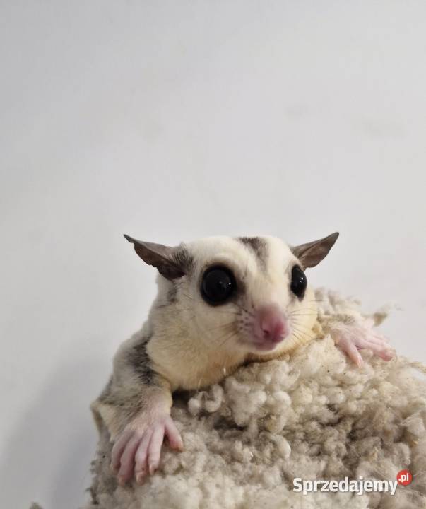 Lotopałanka Karłowata samce i samice Oława