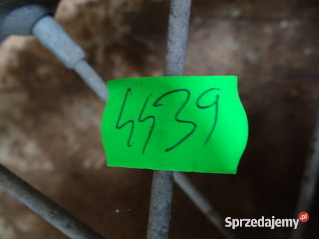 koło tył 19 Simson AWO T rozwinięta felga org lubuskie sprzedam