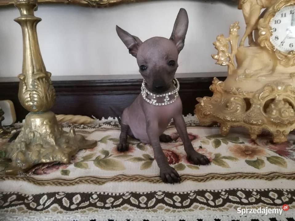 Nagi Pies Meksykański XOlO Champion Radomsko