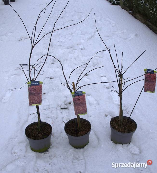 Klony palmowe Osakazuki BloodgoodFirecrocker Osiny