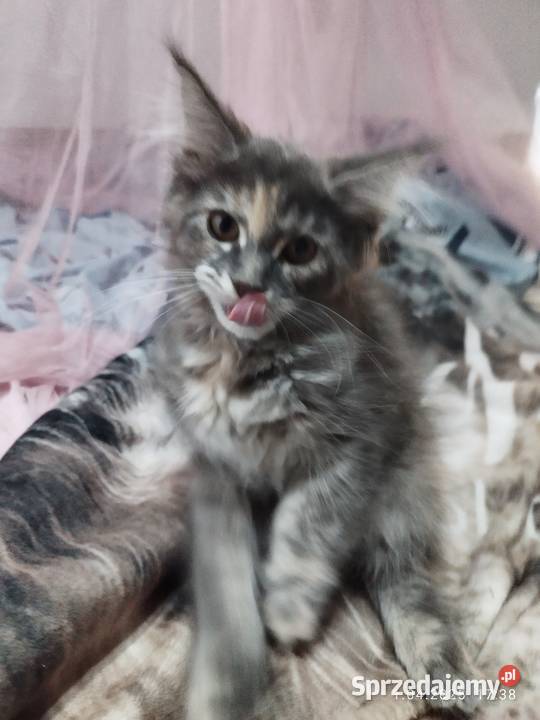 Maine Coon piękne kociaki Skorogoszcz sprzedam