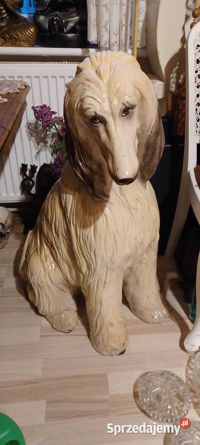 CHART AFGAŃSKI 24 KILO WAŻY 94 WYSOKI 3 Poznań