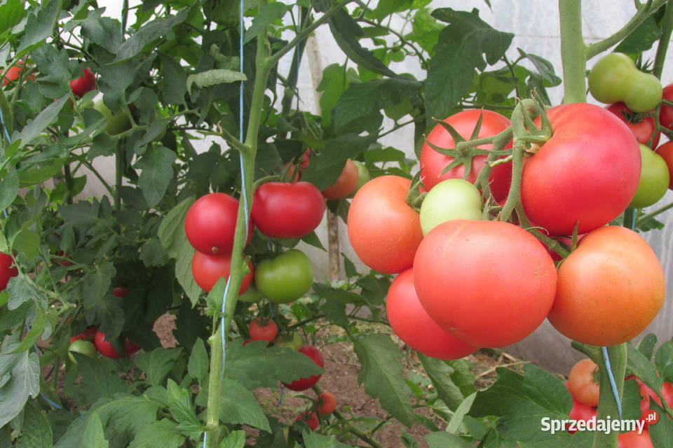 Sadzonki oryginalnych pomidorów holenderskich pod folię