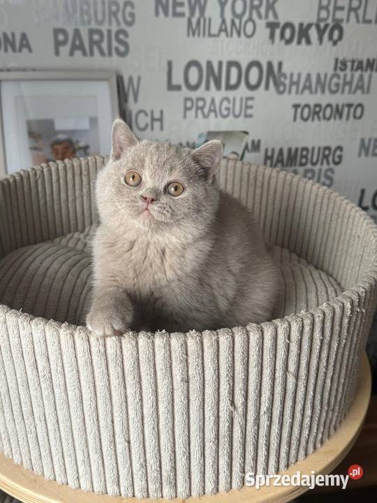 Brytyjski Krótkowłosy Krótkowłosa Płowa Tęczowy Brytyjski Kaźmierz