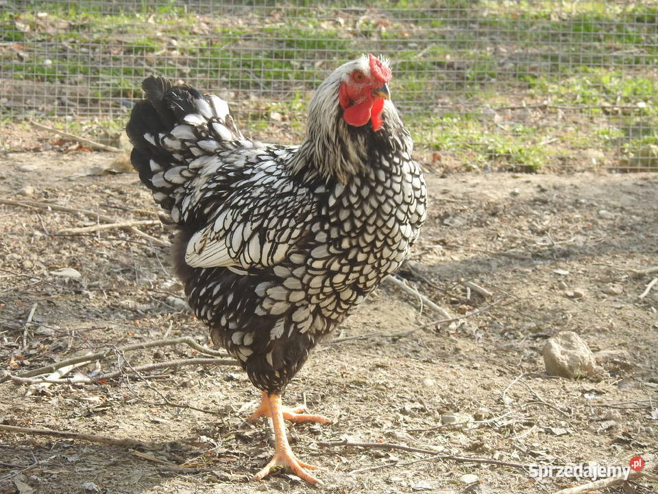 Młode koguty Wyandotte srebrnołuskowana