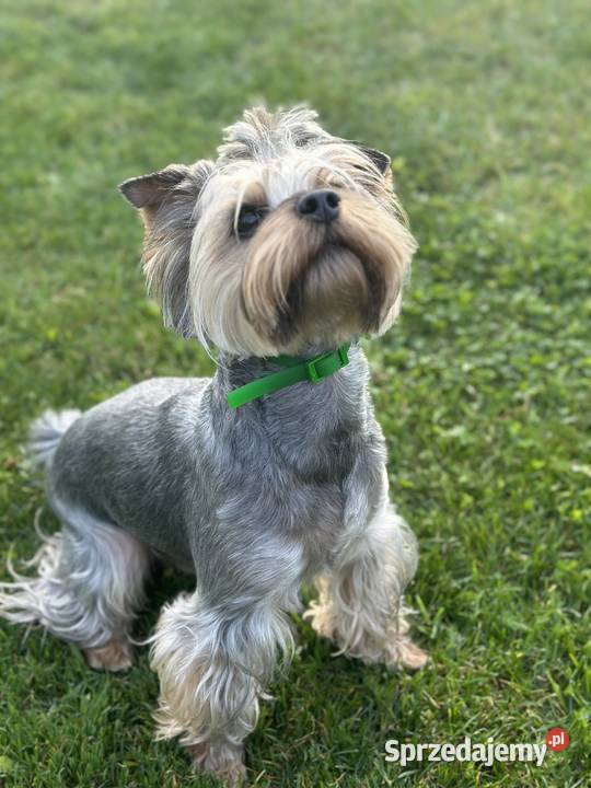 Piękny piesek York będzie o złotym umaszczeniu lubelskie Wysokie