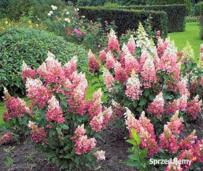 HORTENSJA PINK DIAMOND sadzonki w doniczkach Ustronie sprzedam