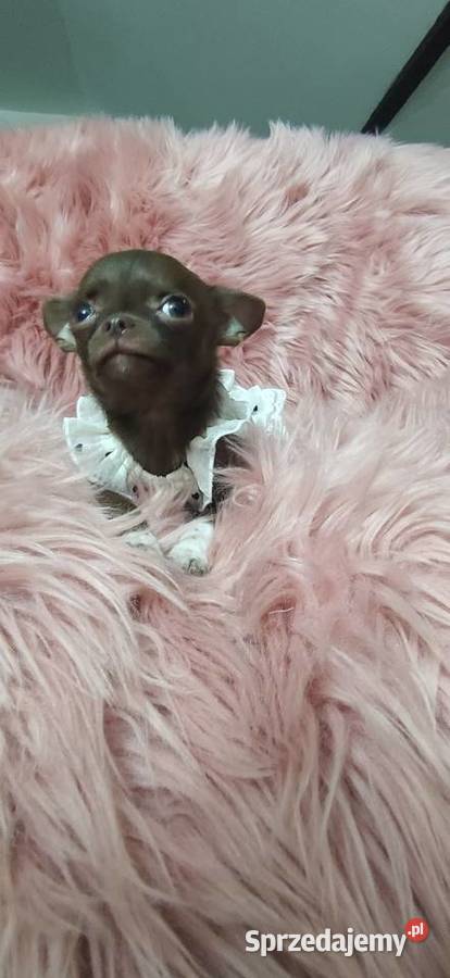 MIKRUSEK Dziewczynka Chihuahua Gotowa Do wielkopolskie Ciszkowo