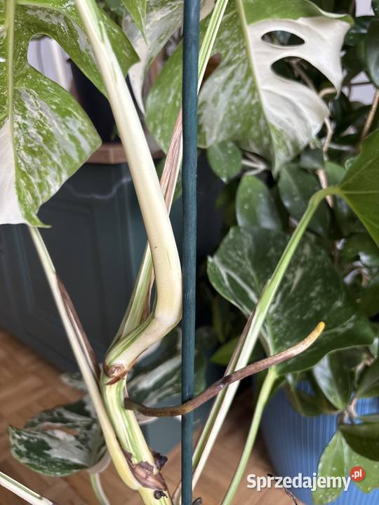 Szczyt monstera variegata 2 liście pęd Śrem