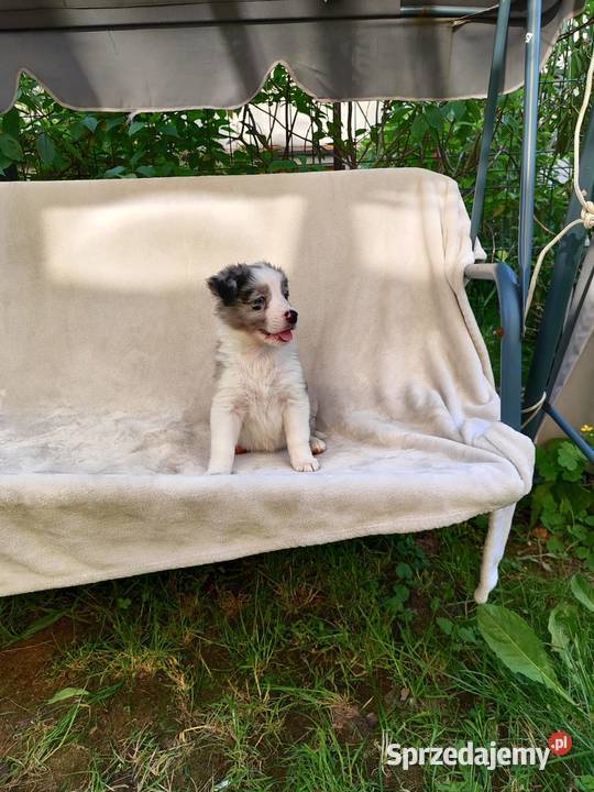 Suczka Border collie blue merle z rodowodem z podkarpackie Rymanów
