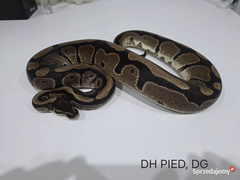 Pyton królewski samica DH PIEDDG Gady i płazy sprzedam
