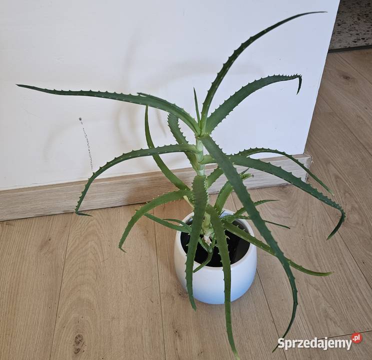Aloes Roślina doniczkowa roślina domowa Kaktusy i sukulenty Oświęcim