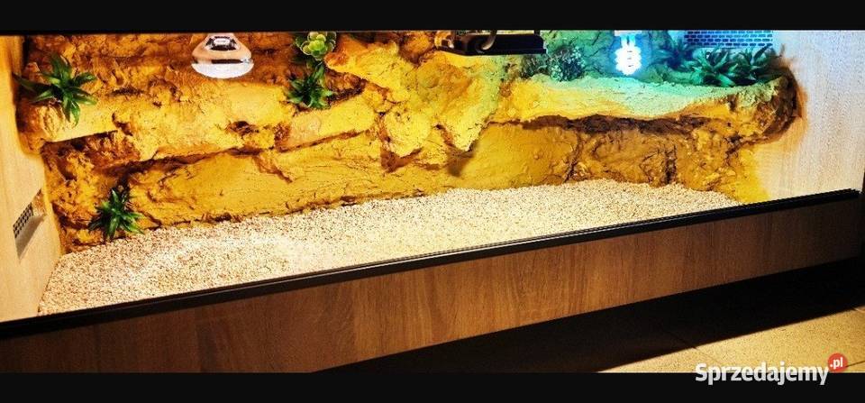 Terrarium pustynne agamy brodatej gekona Terrarystyka Zamość