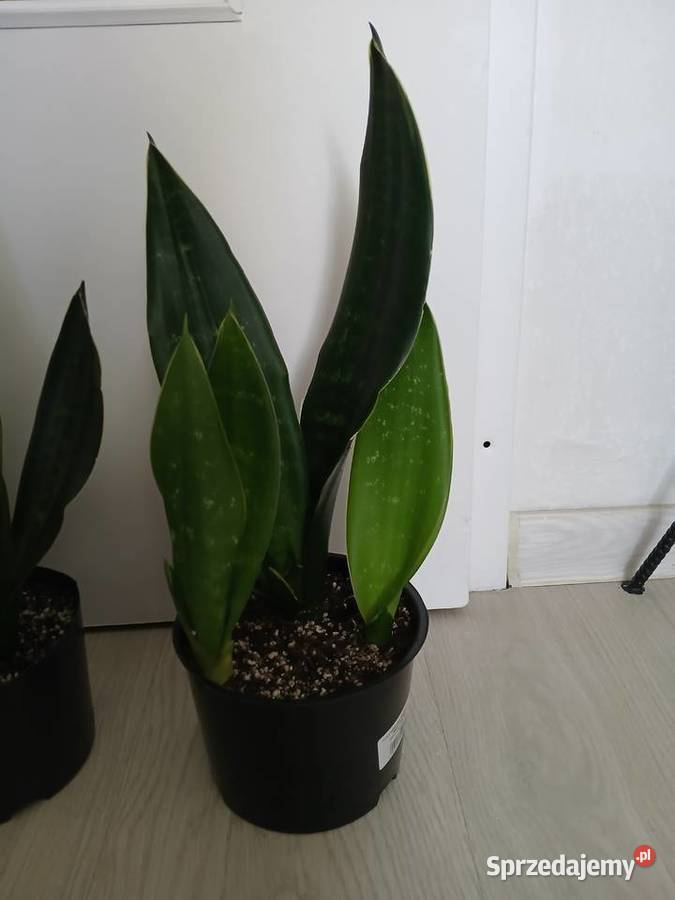 Sansevieria sanseweria black diamond i zeylanica Częstochowa