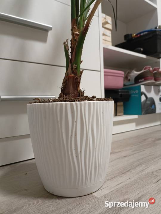 Daktylowiec Kanaryjski wys 95 Łódź