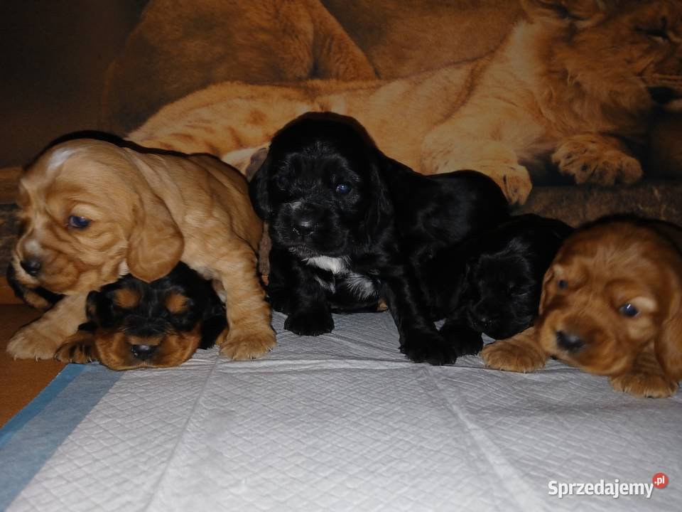 Śliczne Szczenięta Cocker Spaniel Angielski Sieradz