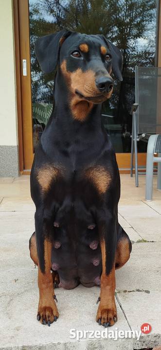 Pinczer Średni szczeniaczki Pozostałe Sandomierz