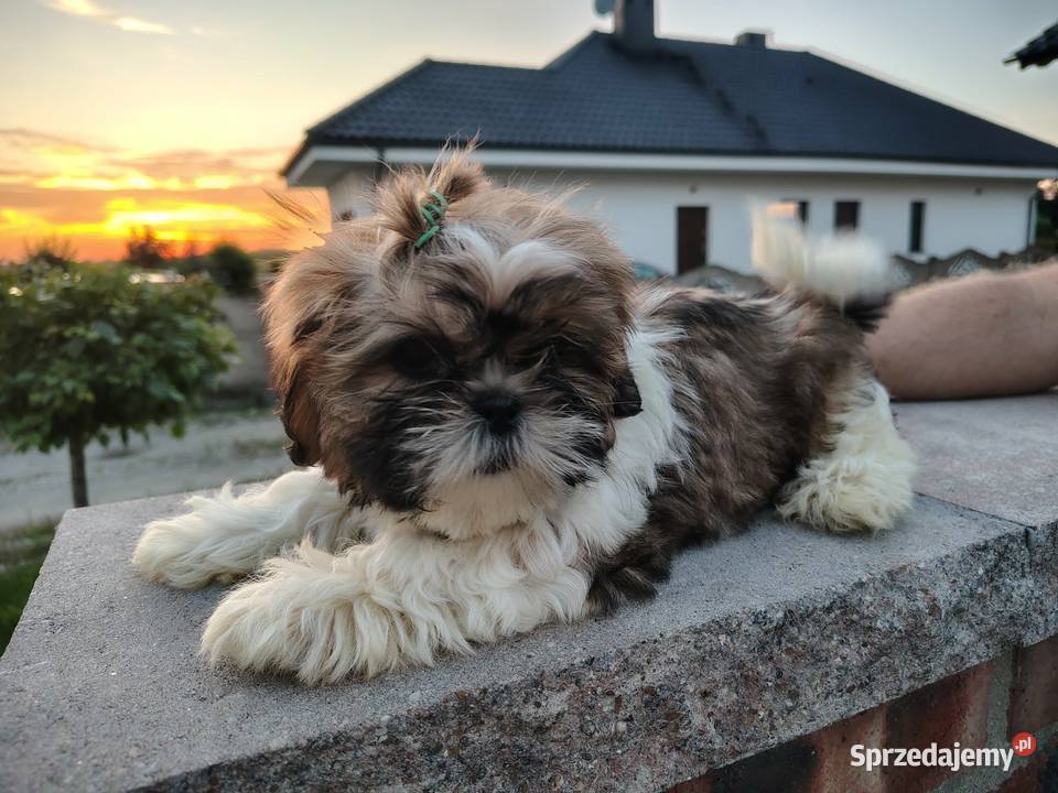 SHIH TZU szczeniaczki Leszno