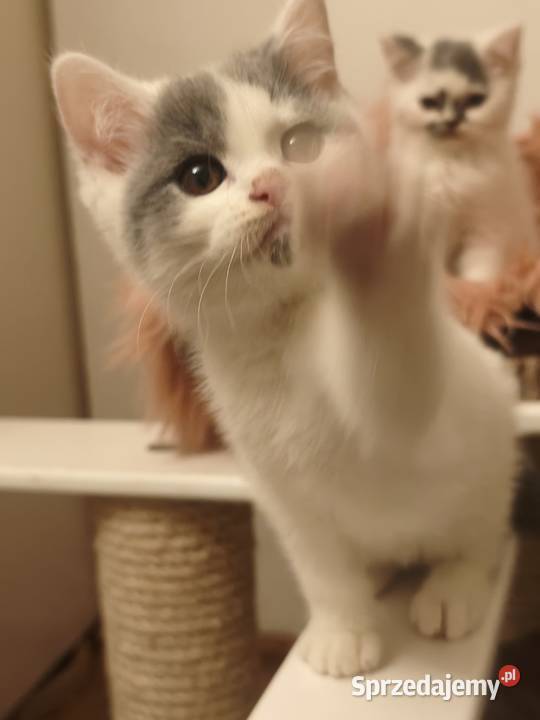 Brytyjski kocurek małopolskie Tarnów