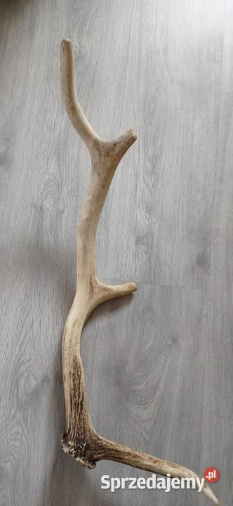 Zrzut poroża jelenia Krotoszyn