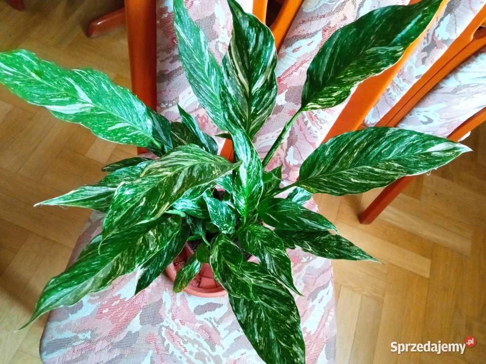 A może żyworódkę Białystok sprzedam