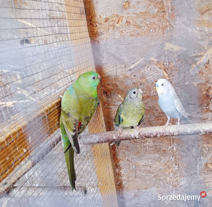 Swiergotki para Limanowa sprzedam