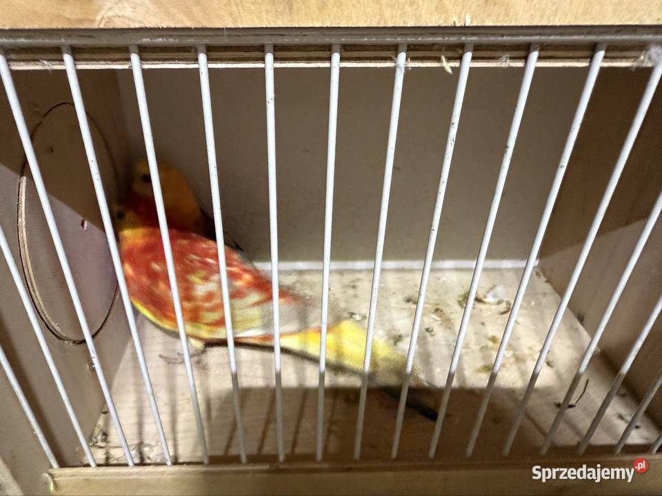 Świergoty Trzebnica