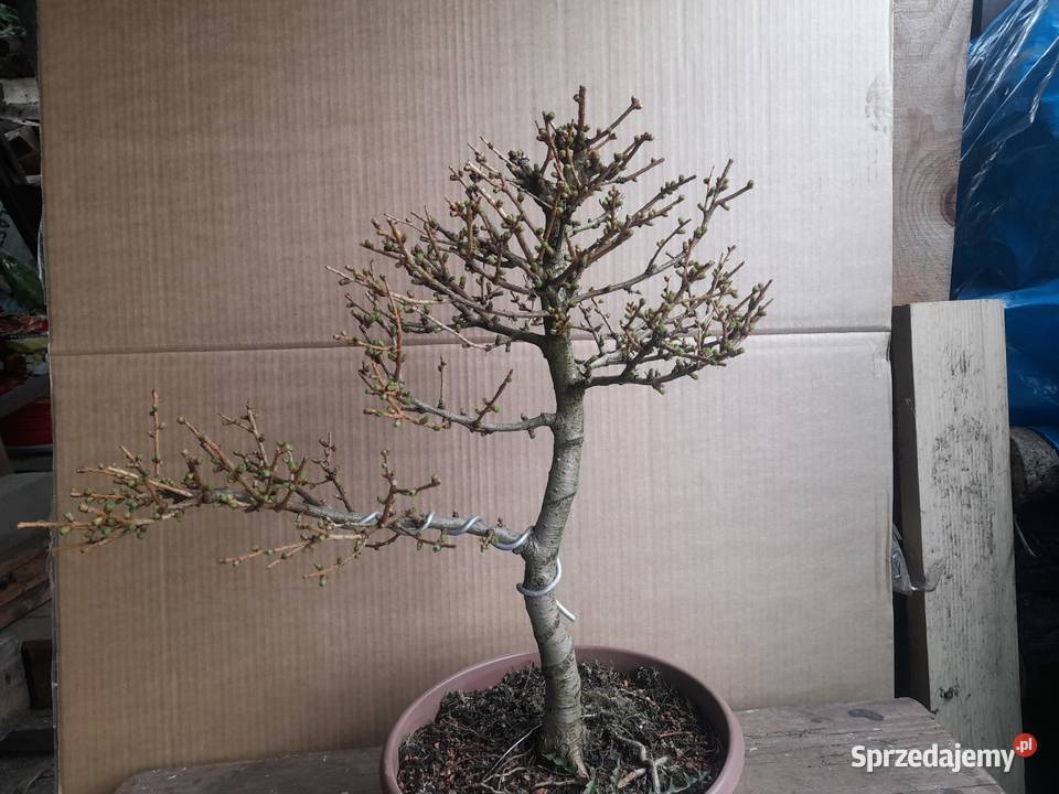 Modrzew bonsai