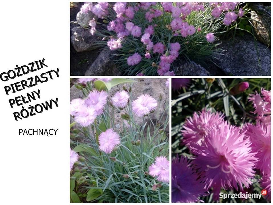 ROŚLINYBYLINY WIELOLETNIE NA SKALNIAK NA Kołobrzeg