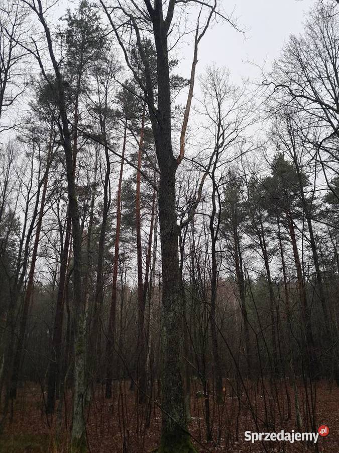 Sprzedam dęby tartaczne Leśnictwo Brudzewice-Kolonia sprzedam