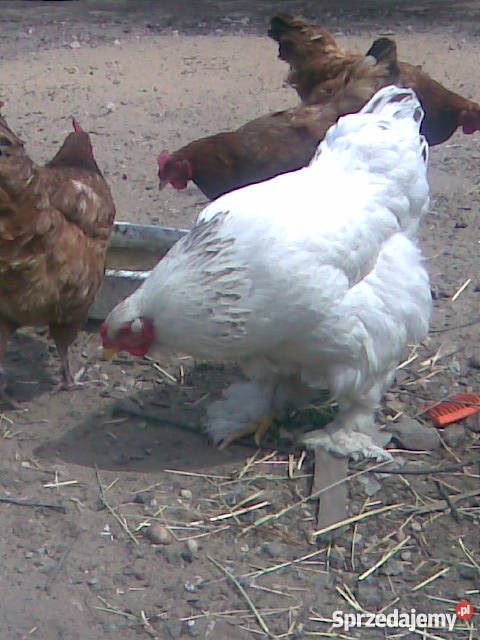 Kaczki Gęsi Kury ozdobne liliputki TANIO Wrocław sprzedam