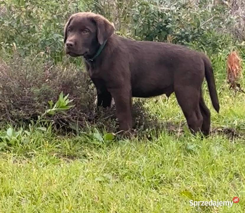 Labrador Retriever Czekoladowy łódzkie Piekary