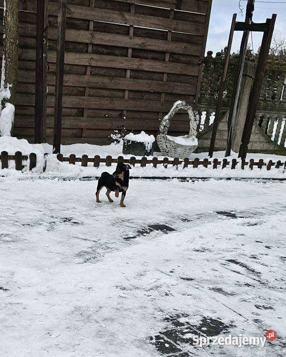 Suczka pinczerek miniaturka Chróścin