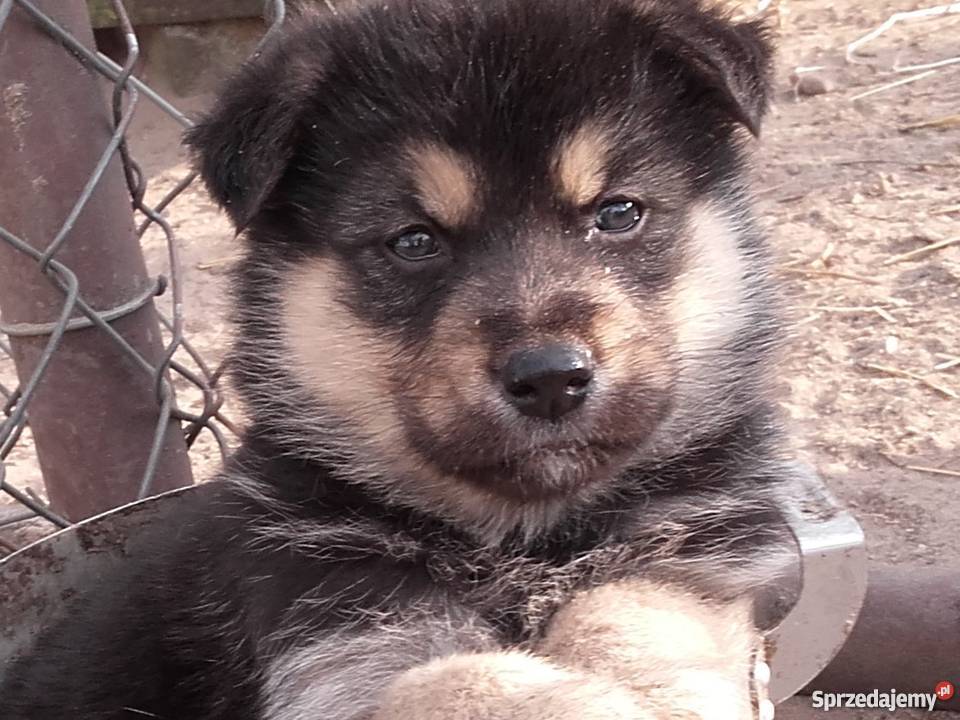 Malamut husky owczarek niemicki kujawsko-pomorskie Brodnica