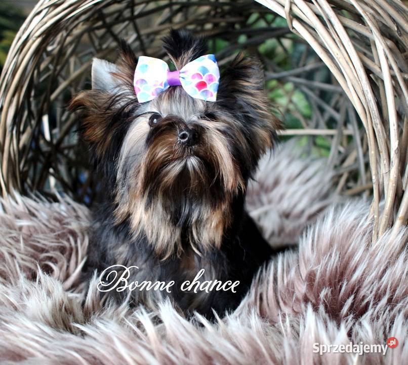 Yorkshire terrier sunia Suwałki