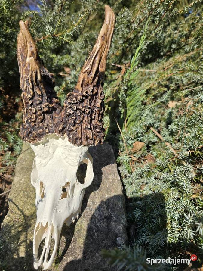 AKTUALNY REKORD ŚWIATA HAMPSHIRE 2893 CIC KOPIA Orzesze