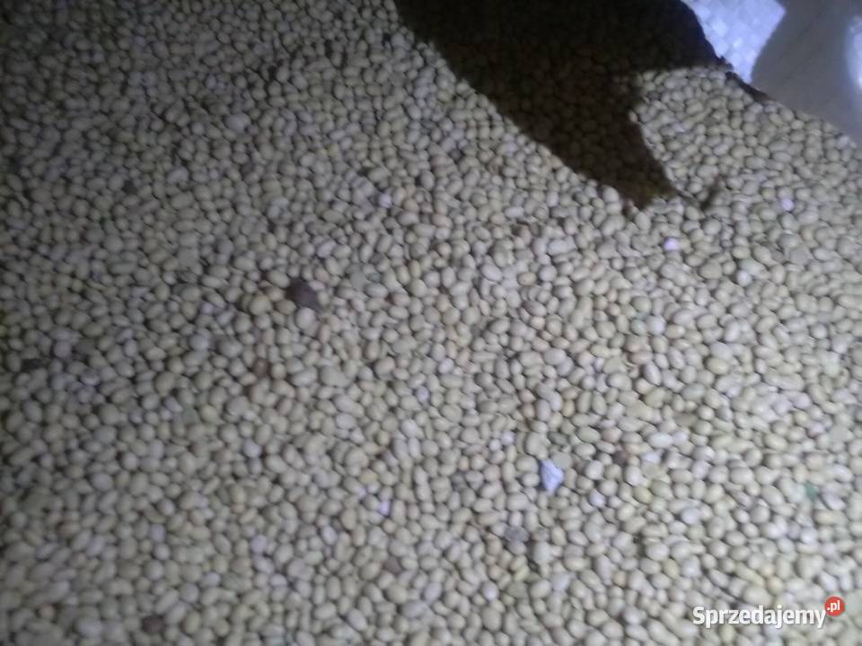 Soja sprzedam 400 metr ziarno świętokrzyskie sprzedam