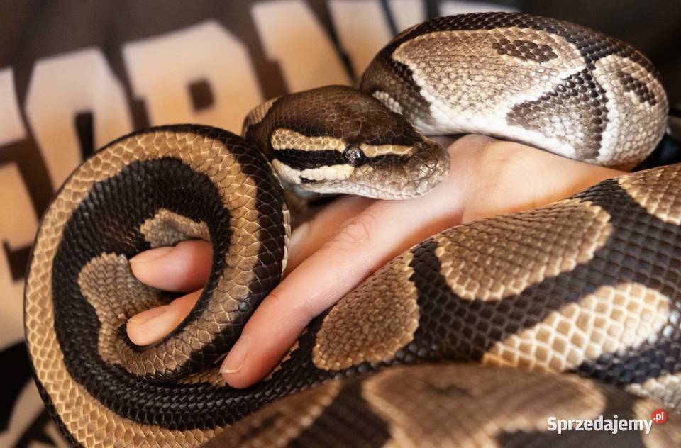 PYTON KRÓLEWSKI SAMICA Warszawa sprzedam