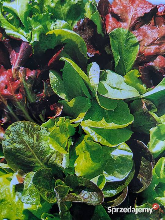 Mix sałat odrasta ścięciu nasiona kolorowe małopolskie Kraków