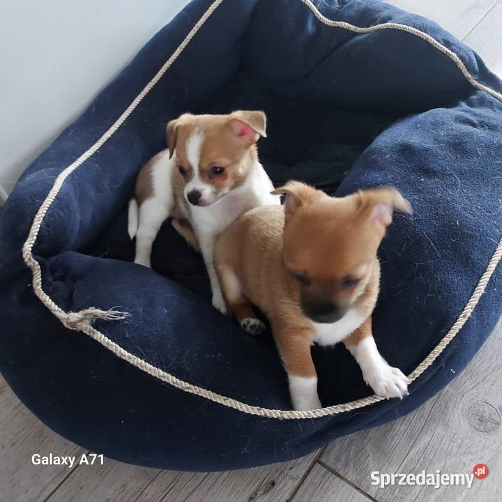 Szczeniaki chihuahua mazowieckie