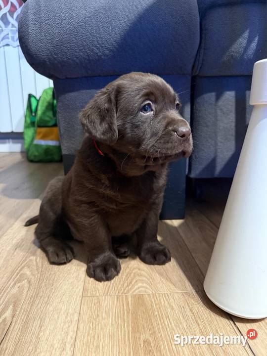 Pieski i suczki czarne Labradory Retriever małopolskie